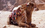 Cheeky camel, Petra, Jordan